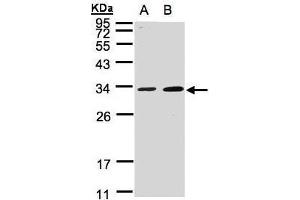 Western Blotting (WB) image for anti-MAF1 Homolog (MAF1) (Center) antibody (ABIN2856430)