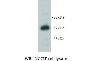 Image no. 1 for anti-RAS (RAD and GEM)-Like GTP Binding 2 (REM2) antibody (ABIN1112927) (REM2 Antikörper)