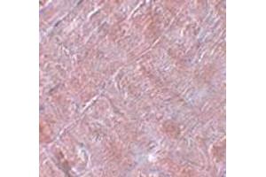 Immunohistochemistry (IHC) image for anti-RAN Binding Protein 10 (RANBP10) (Middle Region) antibody (ABIN1031052) (RANBP10 Antikörper  (Middle Region))