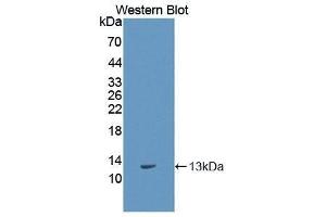 Western Blotting (WB) image for anti-S100 Calcium Binding Protein A11 (S100A11) antibody (Biotin) (ABIN1173190)
