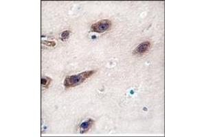 Image no. 1 for anti-Syntaxin 3 (STX3) (Middle Region) antibody (ABIN357986) (STX3 Antikörper  (Middle Region))