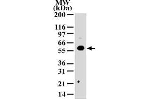 Western blot analysis of HDAC1 in 293 cell lysate with HDAC1 polyclonal antibody  . (HDAC1 Antikörper  (AA 1-5))