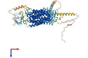 SLCO1C1 Protein (AA 1-712) (His tag)
