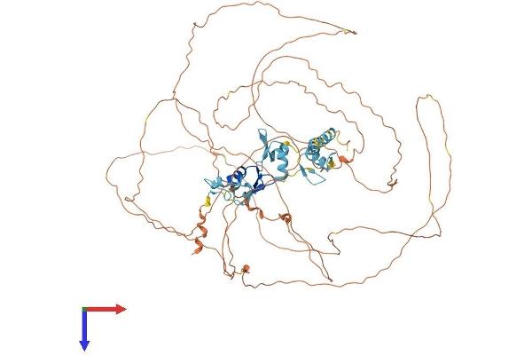 ZNF828 Protein (AA 1-802) (His tag)