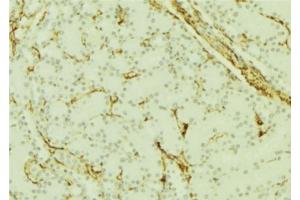 ABIN6277664 at 1/100 staining Mouse kidney tissue by IHC-P. (PGRMC1 Antikörper  (C-Term))