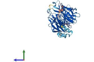 KLHDC2 Protein (AA 1-406) (His tag)