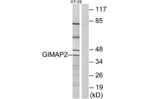 Western blot analysis of extracts from HT-29 cells, using GIMAP2 antibody. (GIMAP2 Antikörper  (Internal Region))