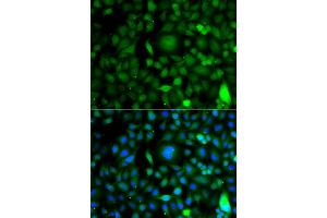Immunofluorescence analysis of A549 cells using DPF1 antibody (ABIN4903505).