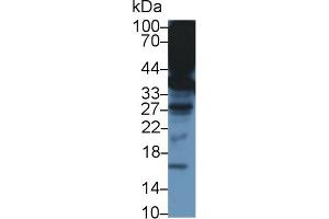 Western blot analysis of Mouse Liver lysate, using Mouse TTPa Antibody (1 µg/ml) and HRP-conjugated Goat Anti-Rabbit antibody (