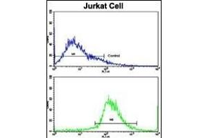 Flow cytometric analysis of jurkat cells using CECR5 Antibody (Center)(bottom histogram) compared to a negative control cell (top histogram). (CECR5 Antikörper  (AA 164-190))
