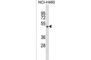 QRFPR Antibody (Center) (ABIN1537949 and ABIN2849608) western blot analysis in NCI- cell line lysates (35 μg/lane).