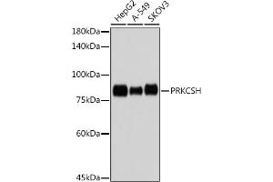Western blot analysis of extracts of various cell lines, using PRKCSH antibody (ABIN7269628) at 1:1000 dilution. (PRKCSH Antikörper)