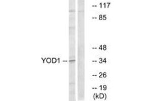 Western Blotting (WB) image for anti-Ubiquitin Thioesterase OTU1 (YOD1) (AA 116-165) antibody (ABIN2890677) (YOD1 Antikörper  (AA 116-165))
