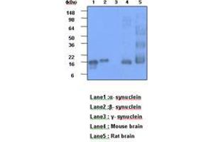 Image no. 1 for anti-Alpha, beta Synuclein (AA 119-140) antibody (ABIN6245730) (Alpha, beta Synuclein (AA 119-140) Antikörper)