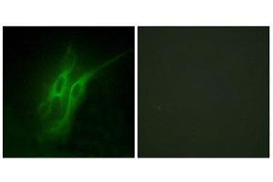 Immunofluorescence (IF) image for anti-Serotonin Receptor 4 (HTR4) (N-Term) antibody (ABIN1850160) (Serotonin Receptor 4 Antikörper  (N-Term))