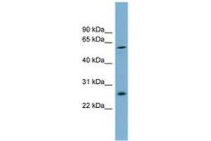 Image no. 1 for anti-Basic, Immunoglobulin-Like Variable Motif Containing (BIVM) (AA 287-336) antibody (ABIN6745133) (BIVM Antikörper  (AA 287-336))