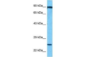 Host:  Rabbit  Target Name:  FEV  Sample Type:  721_B Whole Cell lysates  Antibody Dilution:  1. (FEV Antikörper  (C-Term))