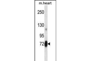 Mouse Plk2 Antibody (Center) (ABIN658003 and ABIN2846947) western blot analysis in mouse heart tissue lysates (35 μg/lane). (PLK2 Antikörper  (AA 354-382))