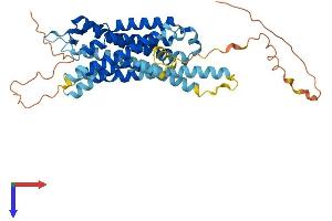 KISS1R Protein (AA 1-398) (His tag)