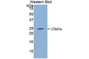 Western Blotting (WB) image for anti-Chromogranin B (Secretogranin 1) (CHGB) (AA 496-669) antibody (ABIN1858399)
