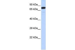 Western Blotting (WB) image for anti-Zinc Finger Protein 221 (ZNF221) antibody (ABIN2458181) (ZNF221 Antikörper)