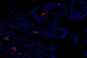 Immunofluorescent analysis of paraformaldehyde-fixed rat rectum using,FAM135B (ABIN7073910) at dilution of 1: 1000 (FAM135B Antikörper)