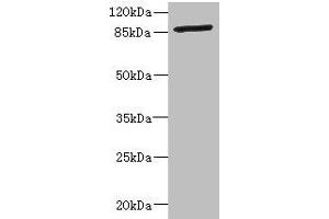 Western blot All lanes: GFM2 antibody at 3. (GFM2 Antikörper  (AA 520-779))