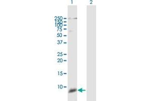 Western Blot analysis of DEFB111 expression in transfected 293T cell line by DEFB111 MaxPab polyclonal antibody. (DEFB110 Antikörper  (AA 1-67))