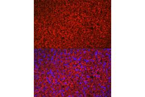 Immunofluorescence analysis of rat adrenal gland using HSD3B1 Rabbit pAb (ABIN6131041, ABIN6142016, ABIN6142017 and ABIN6224059) at dilution of 1:100 (40x lens). (HSD3B1 Antikörper  (AA 1-290))