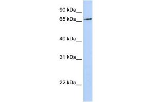 WB Suggested Anti-RNF139 Antibody Titration:  0. (RNF139 Antikörper  (N-Term))