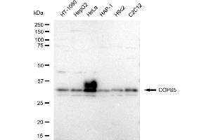 Western blotting analysis using COPS5 antibody (ABIN7798149).
