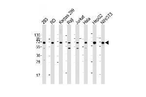 Western Blot at 1:2000 dilution Lane 1: 293 whole cell lysate Lane 2: RD whole cell lysate Lane 3: Karpas 299 whole cell lysate Lane 4: Raji whole cell lysate Lane 5: Jurkat whole cell lysate Lane 6: Hela whole cell lysate Lane 7: HepG2 whole cell lysate Lane 8: NIH/3T3 whole cell lysate Lysates/proteins at 20 ug per lane.
