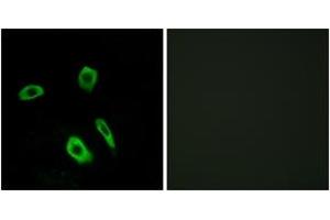Immunofluorescence analysis of LOVO cells, using EDG7 Antibody.
