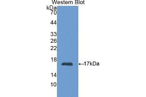 Detection of Recombinant HK1, Rat using Polyclonal Antibody to Hexokinase 1 (HK1) (Hexokinase 1 Antikörper  (AA 80-215))