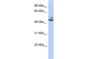 Western Blotting (WB) image for anti-Tumor Protein P53 Inducible Protein 13 (TP53I13) antibody (ABIN2459492) (TP53I13 Antikörper)