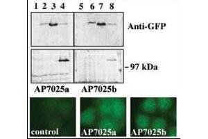Upper panel, western blot analysis of GFP fusion protein expression in Panc-1 cells by using an anti-GFP antibody. (PRKD3 Antikörper  (AA 352-384))