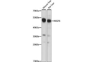 Western blot analysis of extracts of various cell lines, using NR2F6 antibody (ABIN7269015) at 1:1000 dilution. (NR2F6 Antikörper  (AA 1-55))