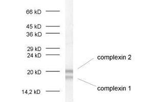 dilution: 1 : 1000, sample: crude synaptosomal fraction of rat brain (P2) (Complexin 1, 2 (AA 45-81) Antikörper)