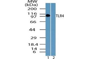 Image no. 1 for anti-Toll-Like Receptor 4 (TLR4) (AA 650-700) antibody (ABIN1491625) (TLR4 Antikörper  (AA 650-700))