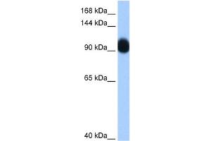 WB Suggested Anti-RNF10 Antibody Titration:  0. (RNF10 Antikörper  (C-Term))