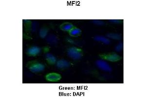 Sample Type: HeLa cells Primary Antibody Dilution: 1:50Secondary Antibody: Goat anti-rabbit-Alexa Fluor 488  Secondary Antibody Dilution: 1:000Color/Signal Descriptions: Green: MFI2Blue: DAPI  Gene Name: MFI2 Submitted by: COCOLA Cinzia, Stem Cell Biology and Cancer Research Unit (MFI2 Antikörper  (C-Term))