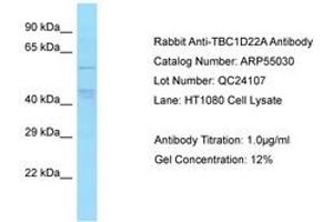 Image no. 1 for anti-TBC1 Domain Family, Member 22A (TBC1D22A) (AA 230-279) antibody (ABIN6749933) (TBC1D22A Antikörper  (AA 230-279))