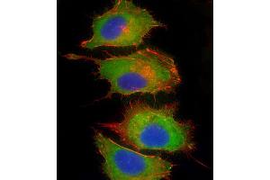 Immunofluorescent analysis of 4 % paraformaldehyde-fixed, 0. (Complement Factor H Antikörper  (AA 751-780))