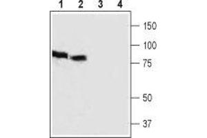 Western blot analysis of rat (lanes 1 and 3) and mouse (lanes 2 and 4) brain lysates: - 1,2. (HCN3 Antikörper  (2nd Extracellular Loop))