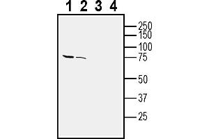 Western blot analysis of rat brain membranes (lanes 1 and 3) and mouse brain lysate (lanes 2 and 4):1-2. (OPN3 Antikörper  (Extracellular))