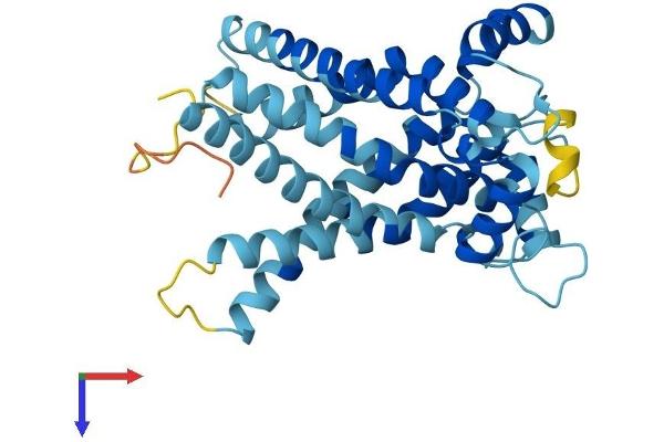 SLC25A19 Protein (AA 1-318) (His tag)