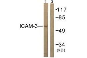 Western blot analysis of extracts from NIH-3T3 cells, treated with TNF-a 20ng/ml 5', using CD50/ICAM-3 (Ab-518) Antibody. (ICAM-3/CD50 Antikörper  (AA 484-533))