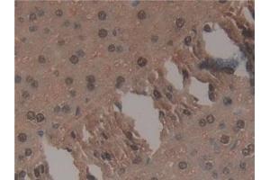 Detection of TNP1 in Mouse Liver Tissue using Polyclonal Antibody to Transition Protein 1 (TNP1) (TNP1 Antikörper  (AA 3-53))