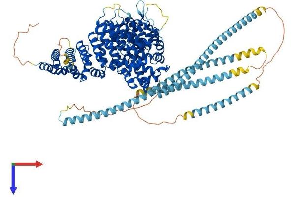 USO1 Protein (AA 1-962) (His tag)