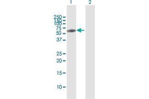 Western Blot analysis of ERMAP expression in transfected 293T cell line by ERMAP MaxPab polyclonal antibody. (ERMAP Antikörper  (AA 1-475))